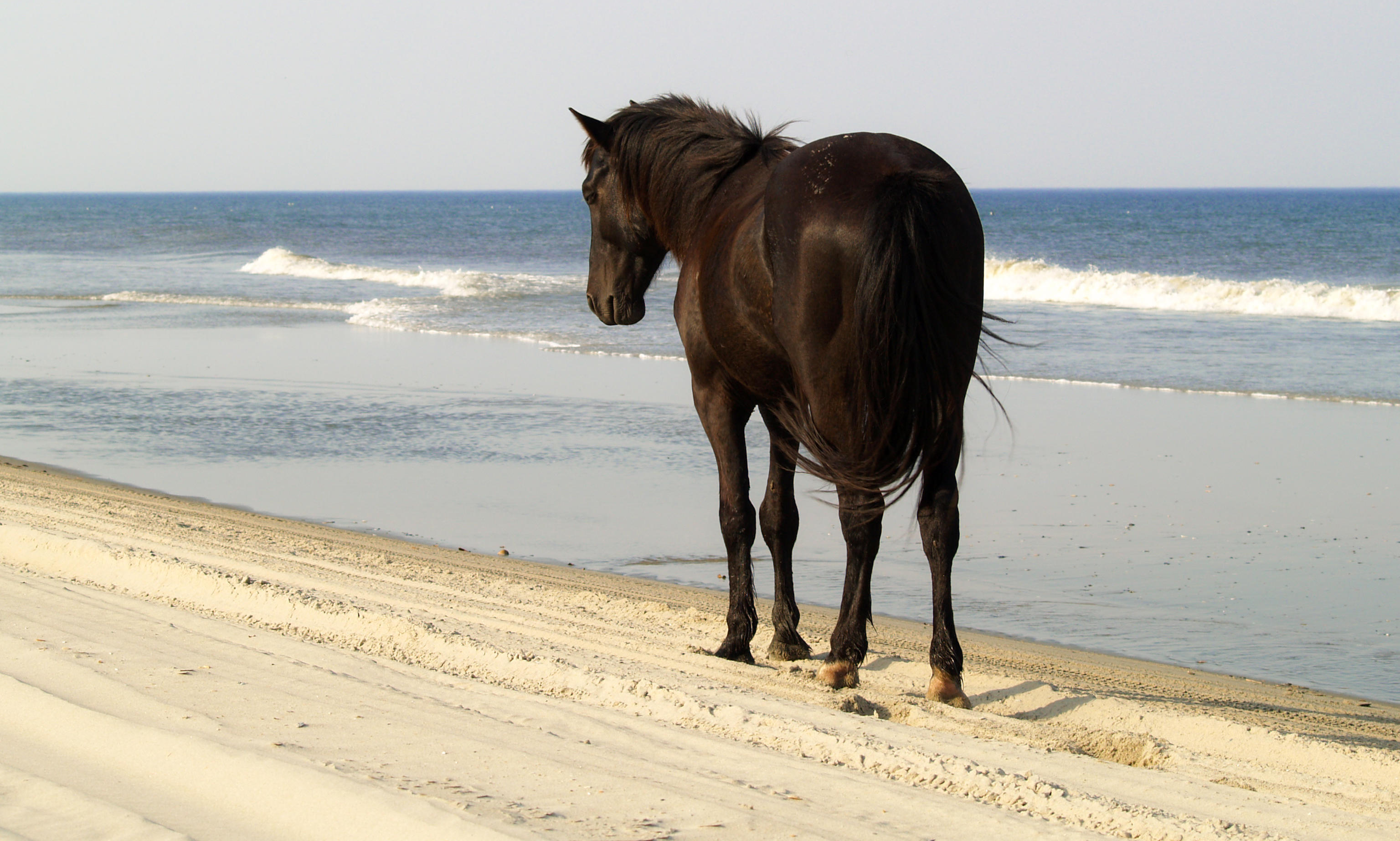 horse at ocean’s edge