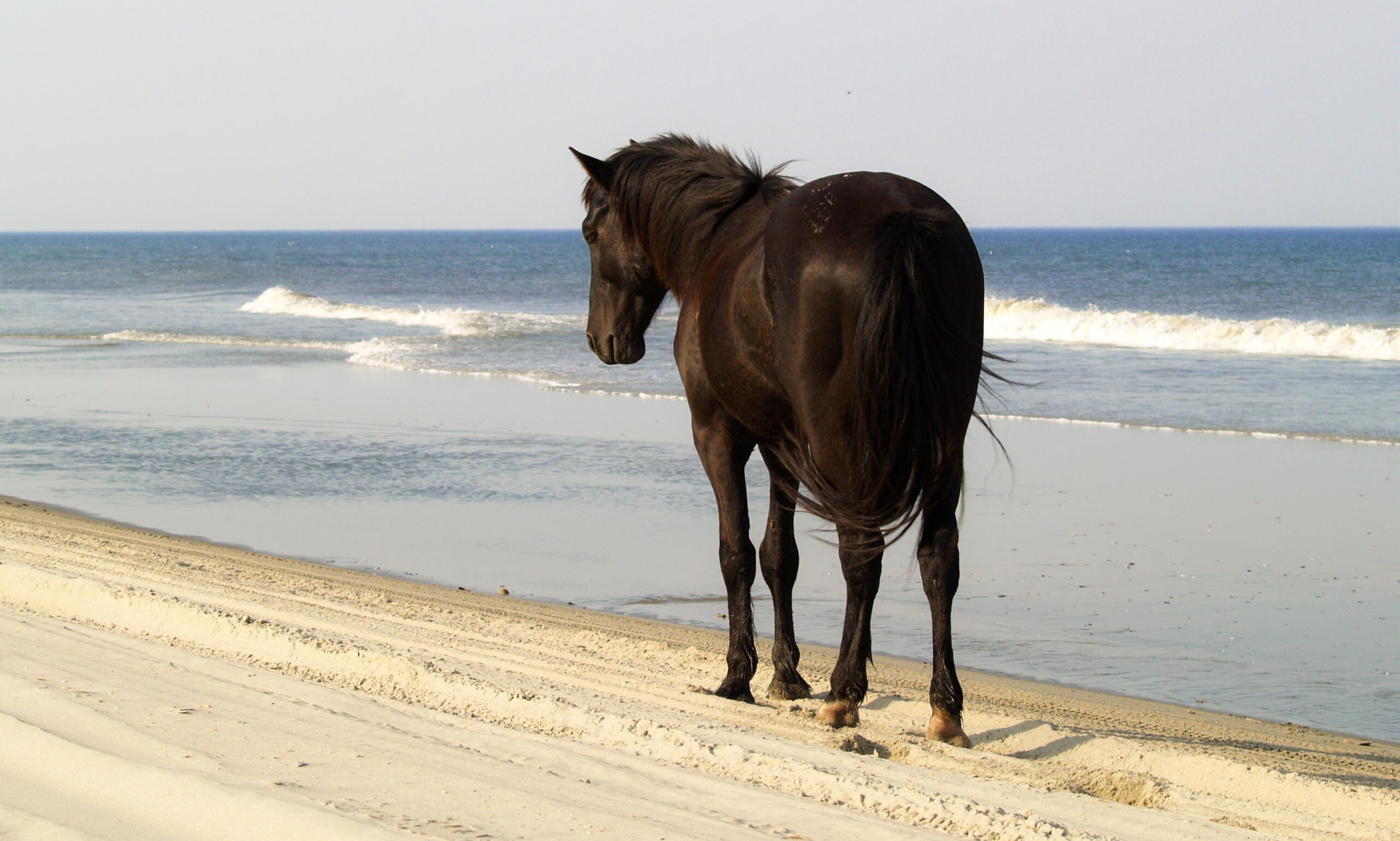 Horse calmly standing at ocean's edge facing the water